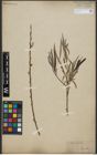 Foto von Salix viminalis L.